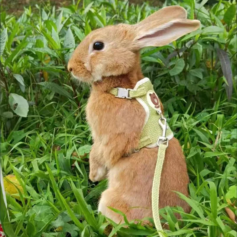 Rabbit Harness Outdoor Walking Pets Supplies